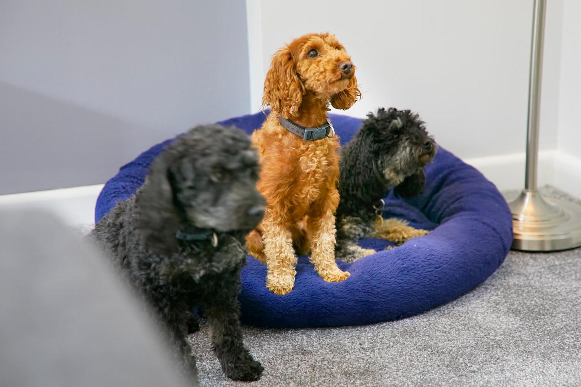 The Coach House Apartment, Dog Friendly With Patio Area, Yorkshire Coast Holiday Lets. Scarborough Buitenkant foto